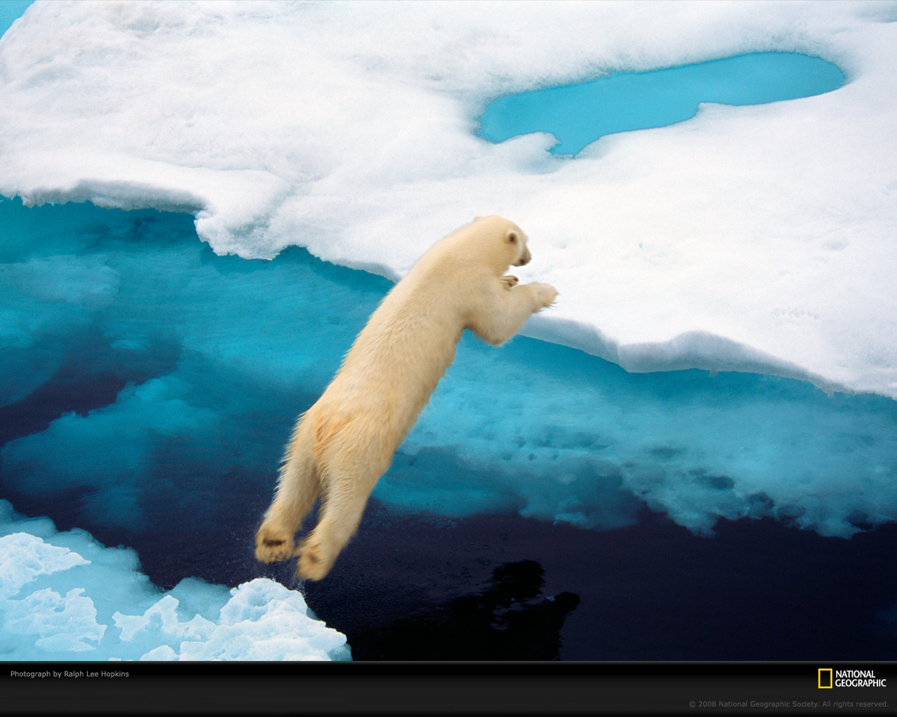 Blue Jumping Polar Bear National Geographic Desktop Background Jpg