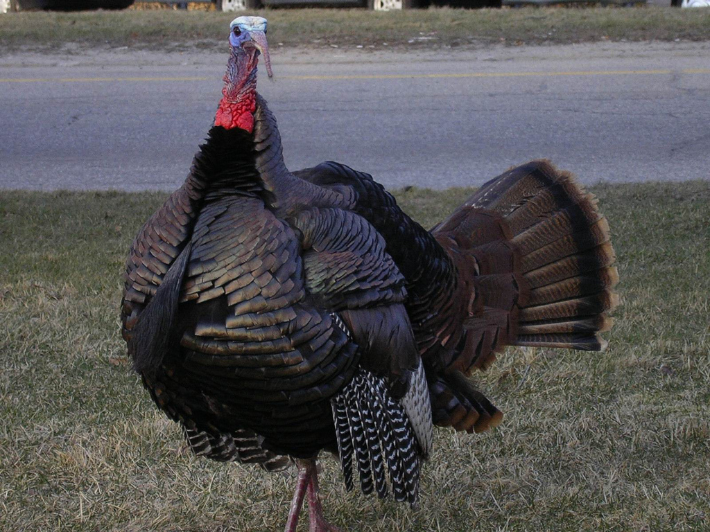 Murrell Butler Wild Turkey Prints Louisiana Naturalist And