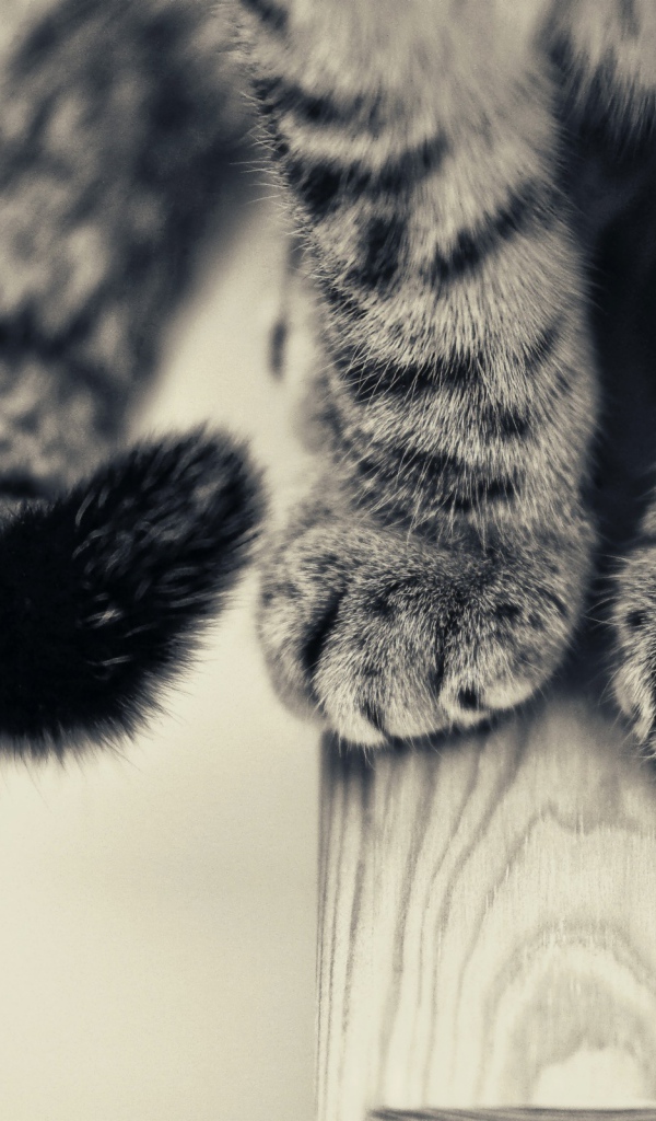 Cat Paws Desktop Wallpaper