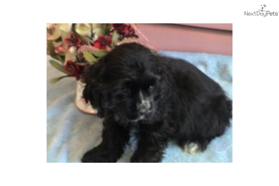 Cocker Spaniel Puppy For Sale Akc Black Male