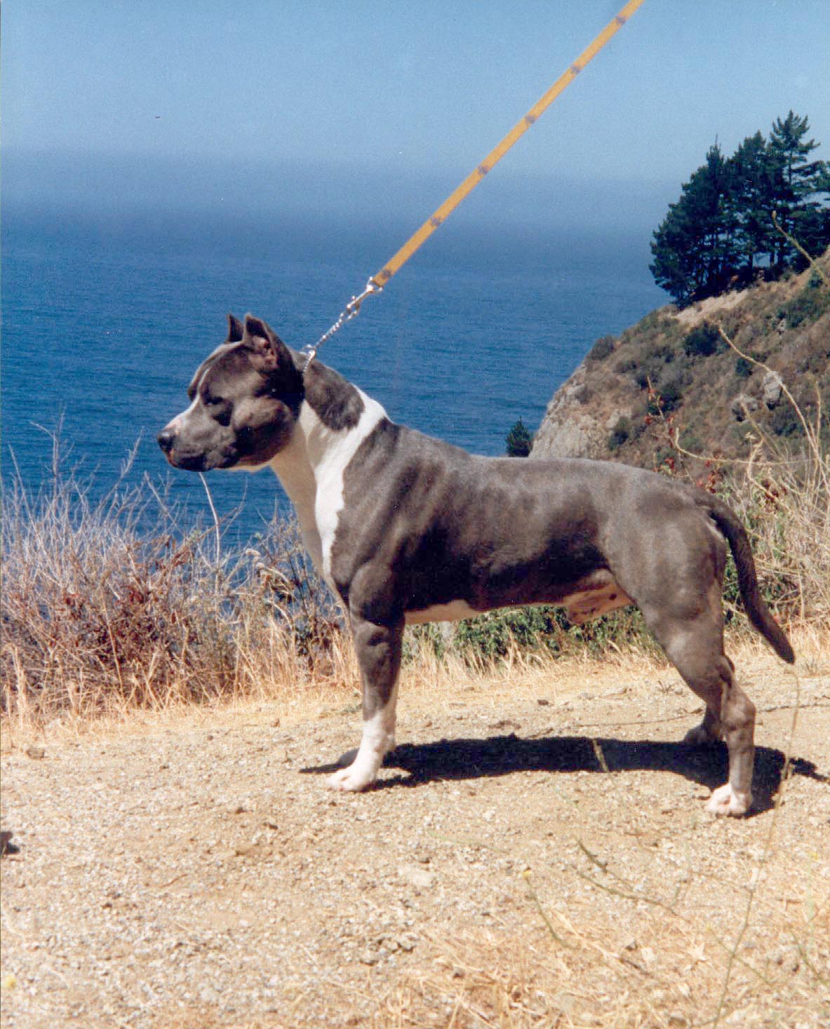 American Staffordshire Terrier On The Seaside Photo And Wallpaper
