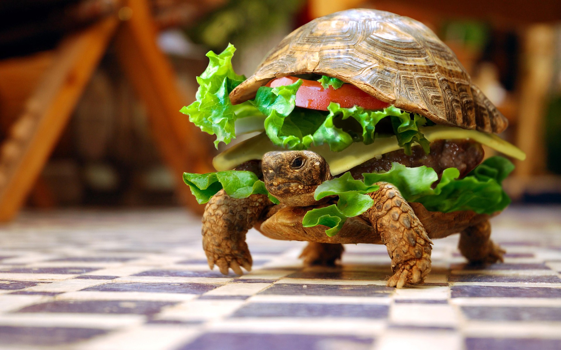 Turtle Wallpaper Burger Verl Uft Entlang Dem Boden Schildkr Te