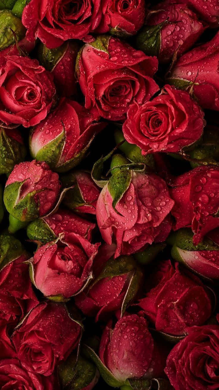 Red Rose Aesthetic Wallpaper