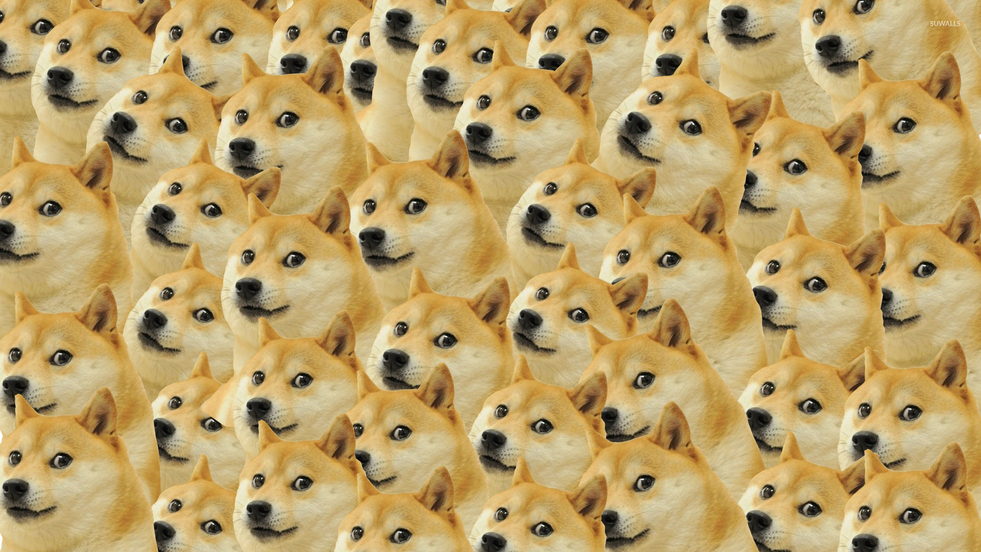  80 Doge Meme Wallpapers WallpaperSafari