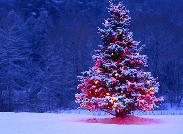 Apps For Christmas Wallpaper Dolphin Browser Android Ios