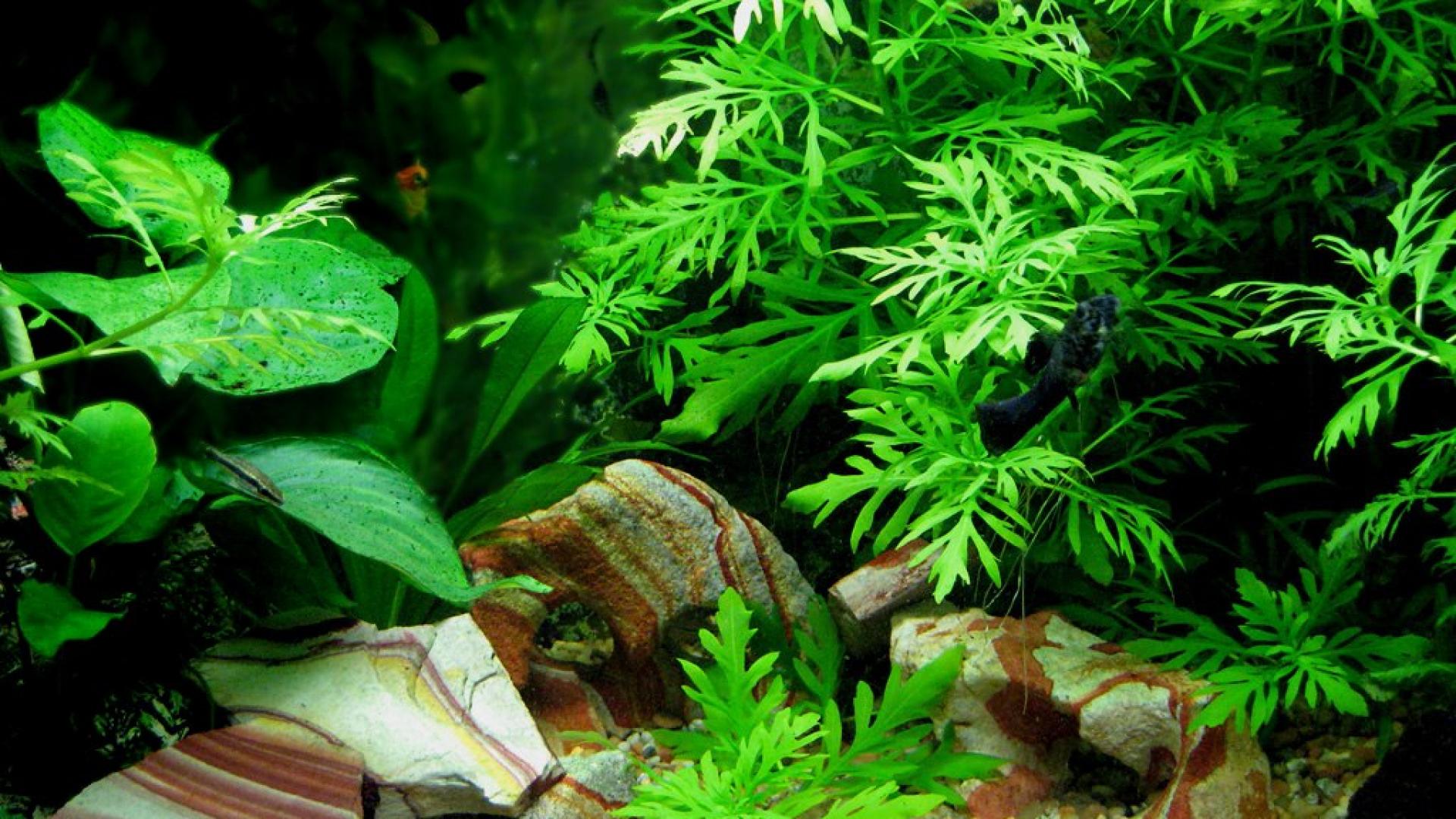 Underwater Aquarium Plants Fish Hd Wallpaper