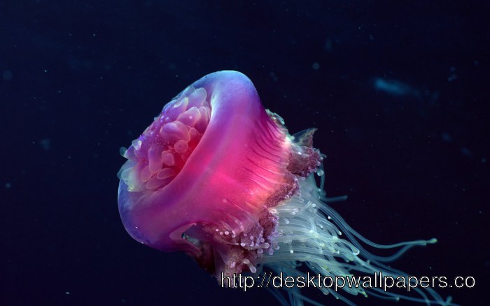 Box Jellyfish Underwater Wallpaper Desktop