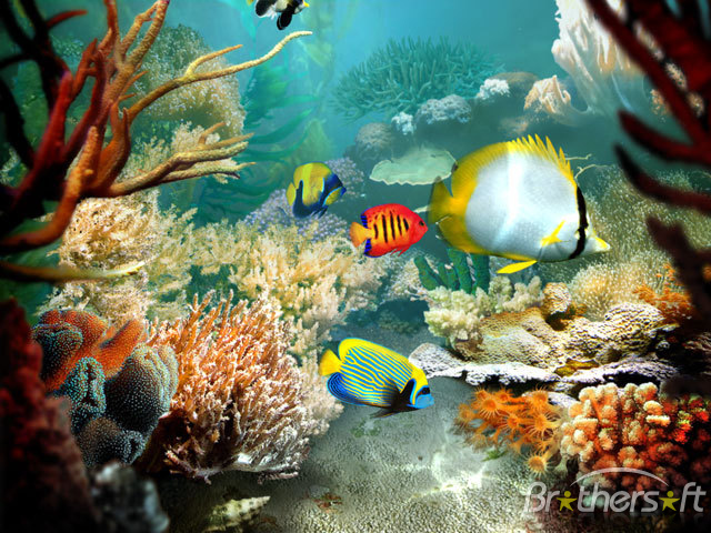 Fish 3d Screensaver Tropical