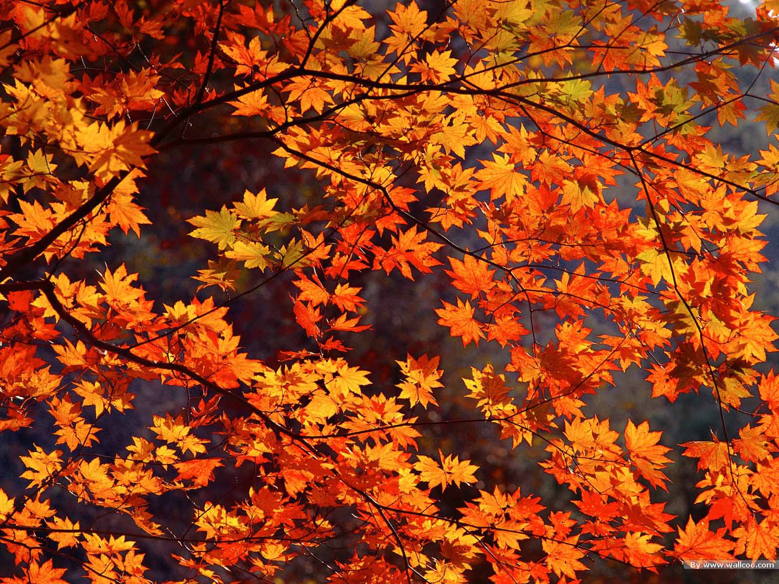 Falling Leaves Live Wallpaper for Android  Download  Cafe Bazaar