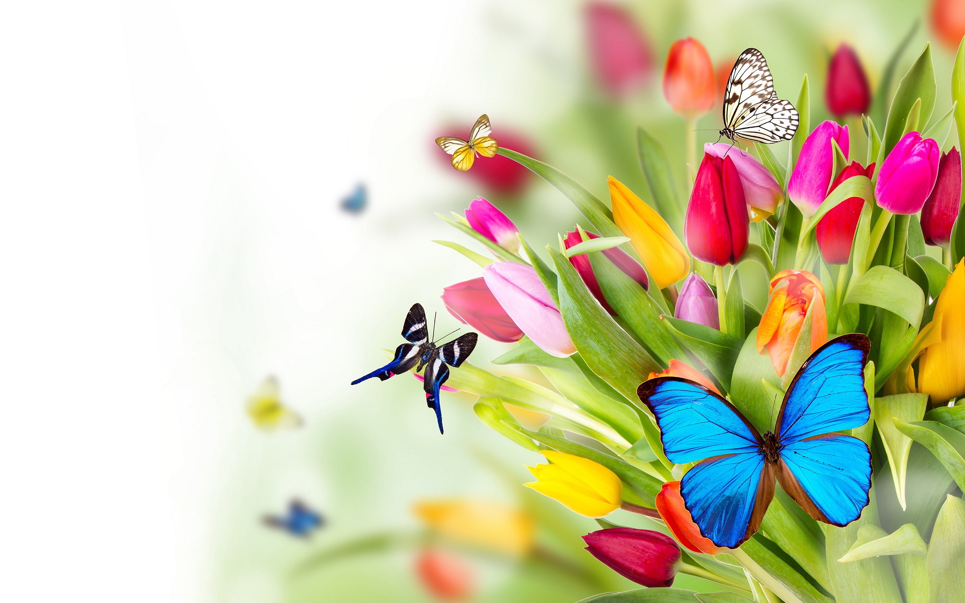 Colorful Butterflies On Flower Garden HD Wallpaper Rocks