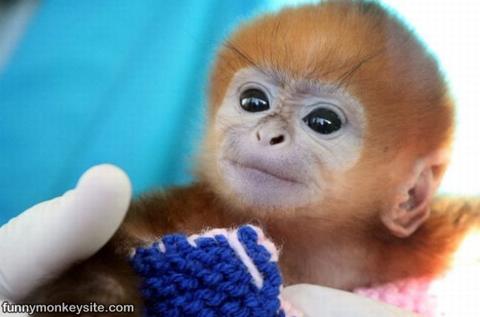 Cute Monkey Face Here Funny Pictures