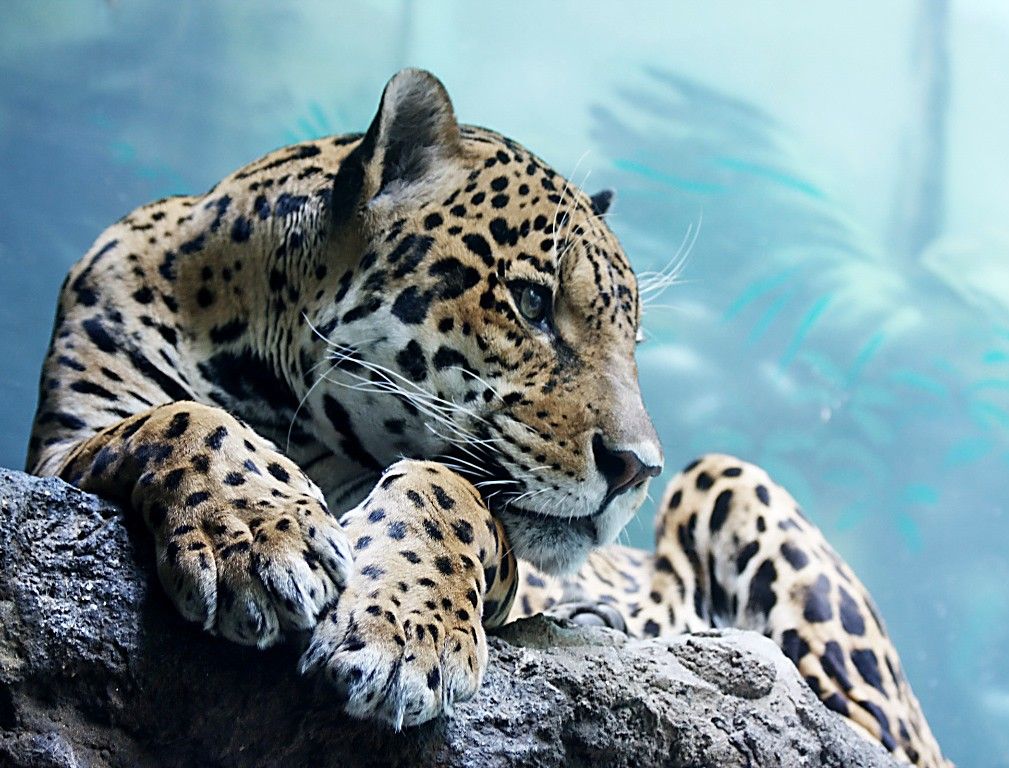 Cool Animal Wallpapers The Pictures Mobile Phone