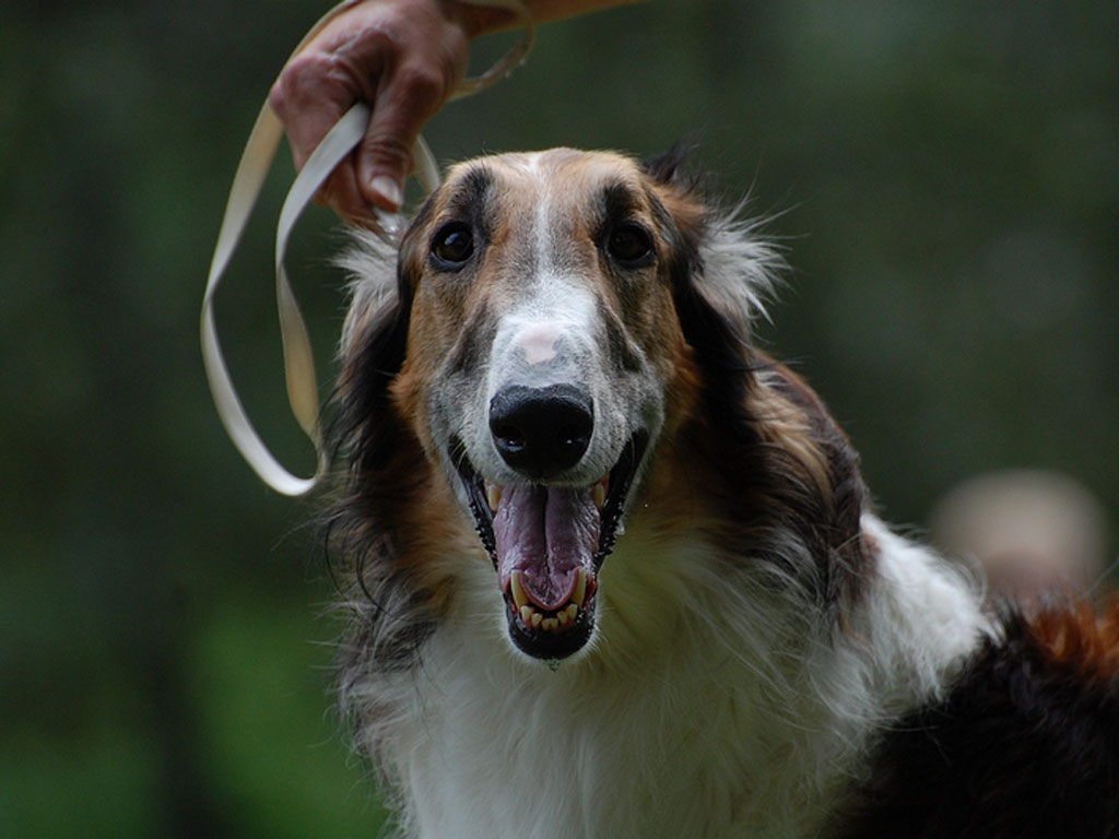 Borzoi Dog Wallpaper Animals Library