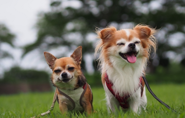 Wallpaper Chihuahua Dog Couple Joy Mood