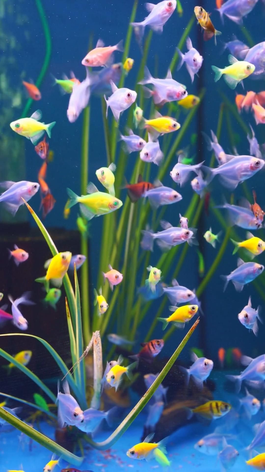 Beautiful Fish Wallpaper HD