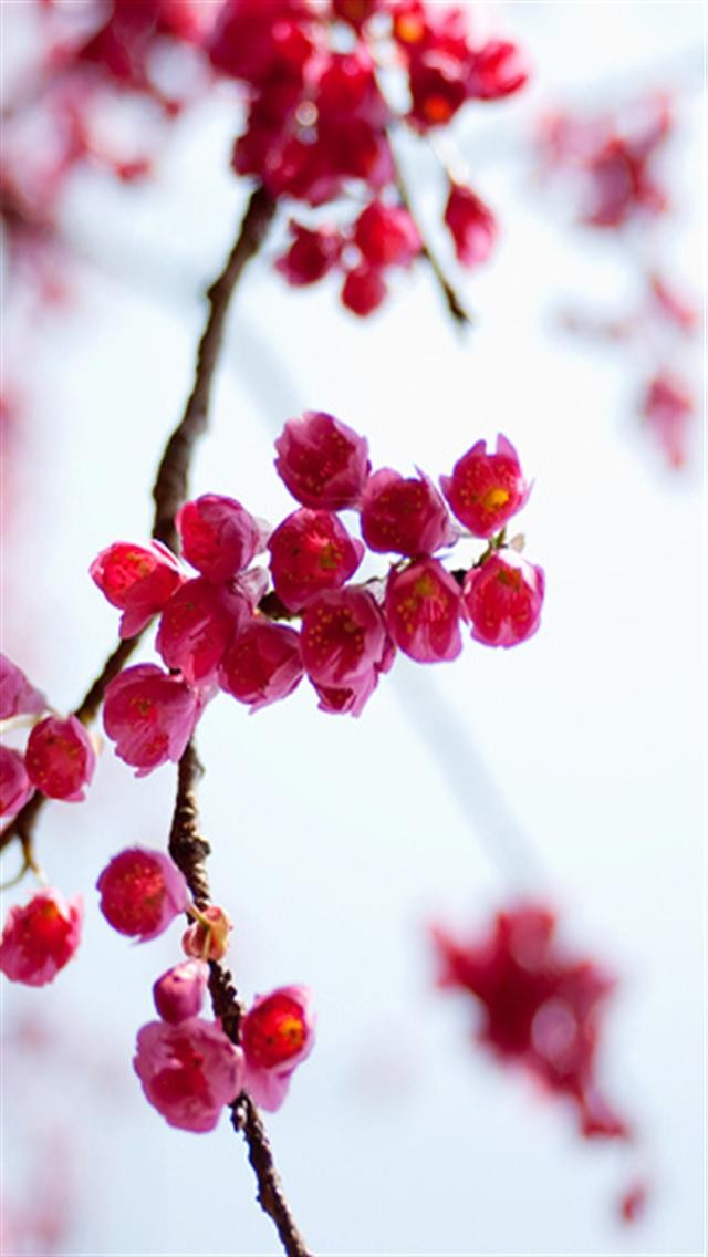 Apple Tree Flowers HD iPhone Wallpaper S 3g