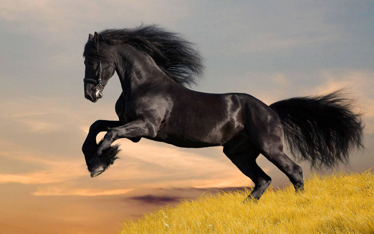 Cool Horse Jumping Wallpaper Black High Resolution