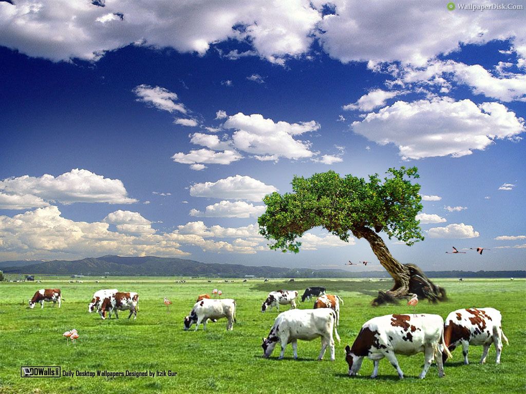 Download cow Wallpaper 1024x768