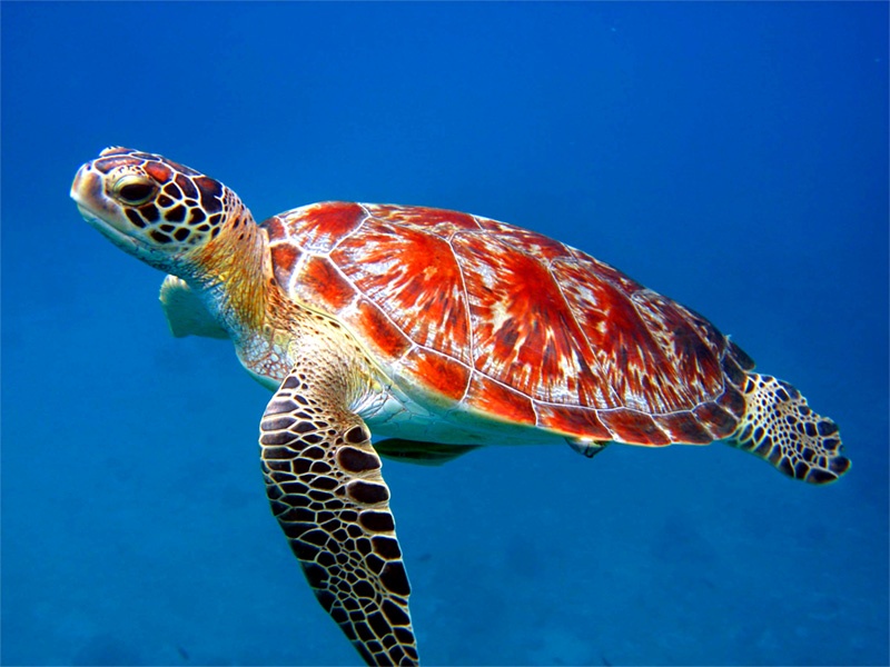 Sea Turtle Animal Wallpaper