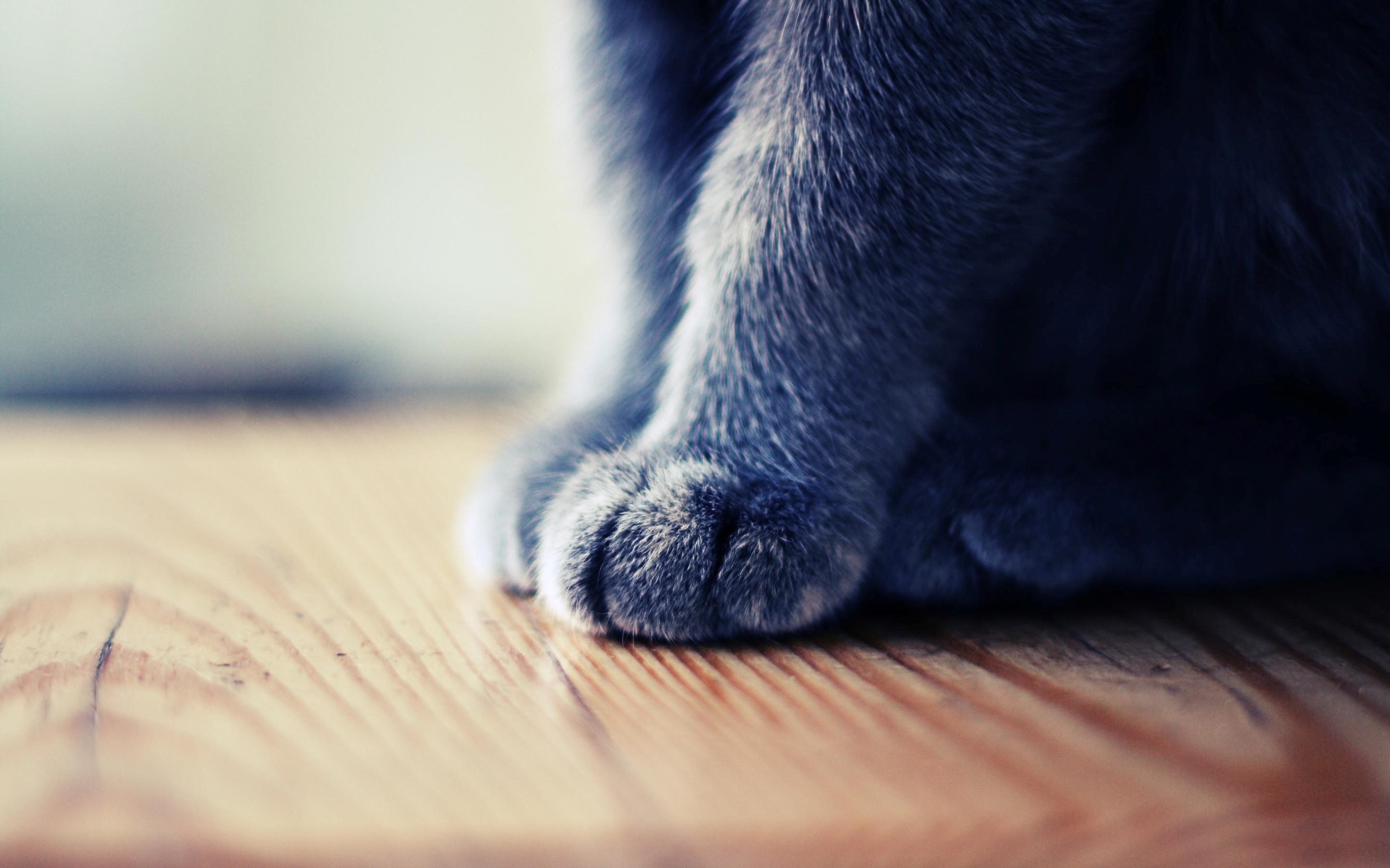 Cute Leg of Black Cat Photo HD Wallpapers