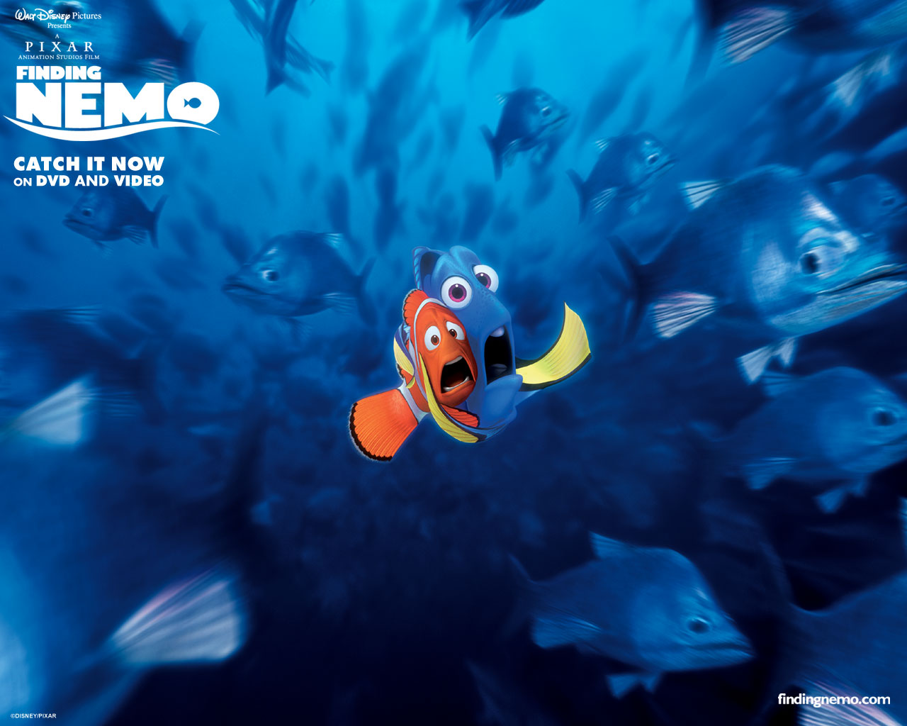 Finding Nemo Hiu HD Wallpaper In Movies Imageci