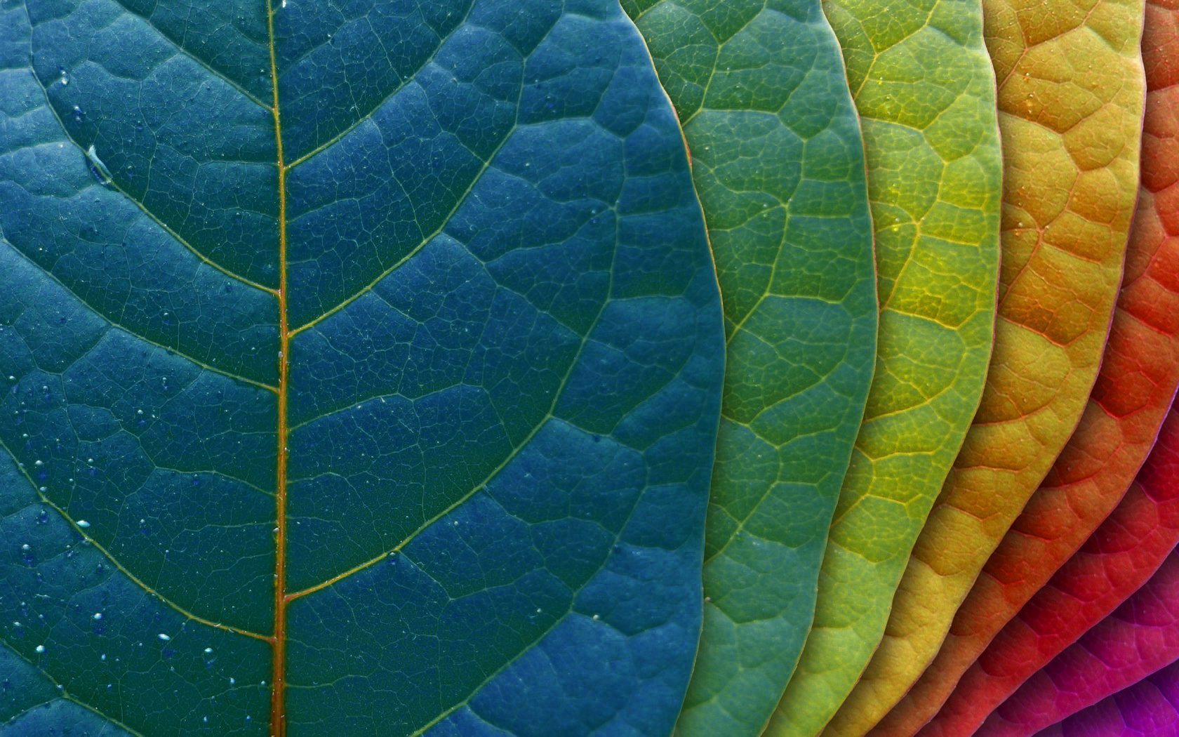 Leaves Palette Wallpaper Background