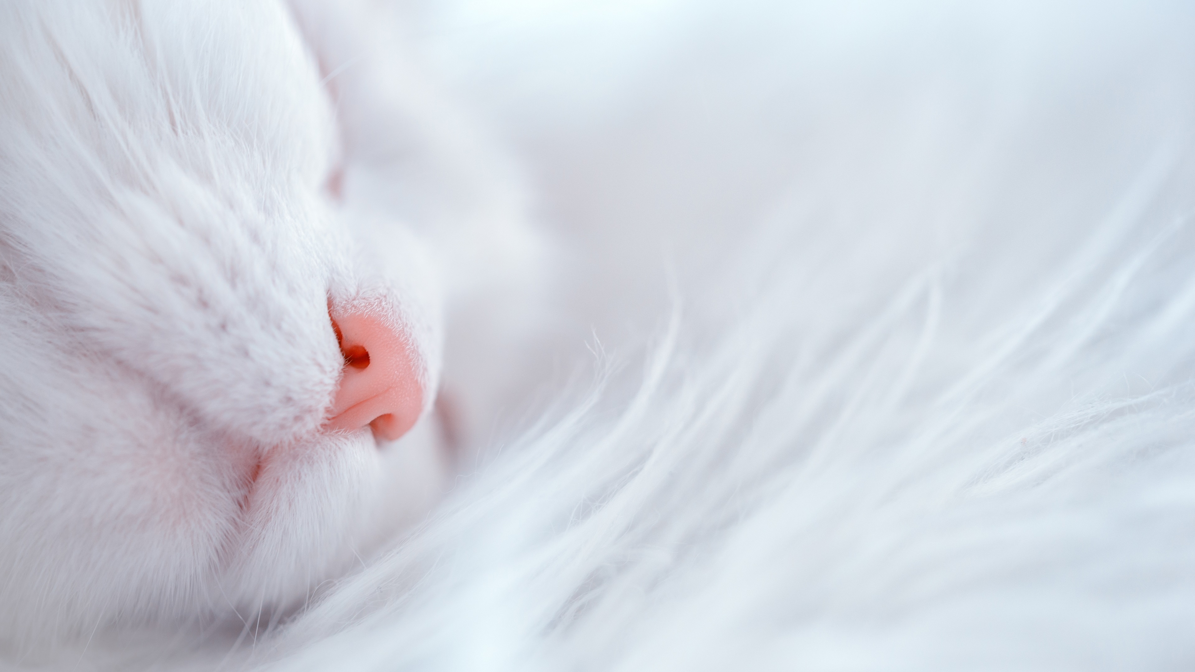 Wallpaper White Cat Sleep Nose Furry Kitten UHD 4k
