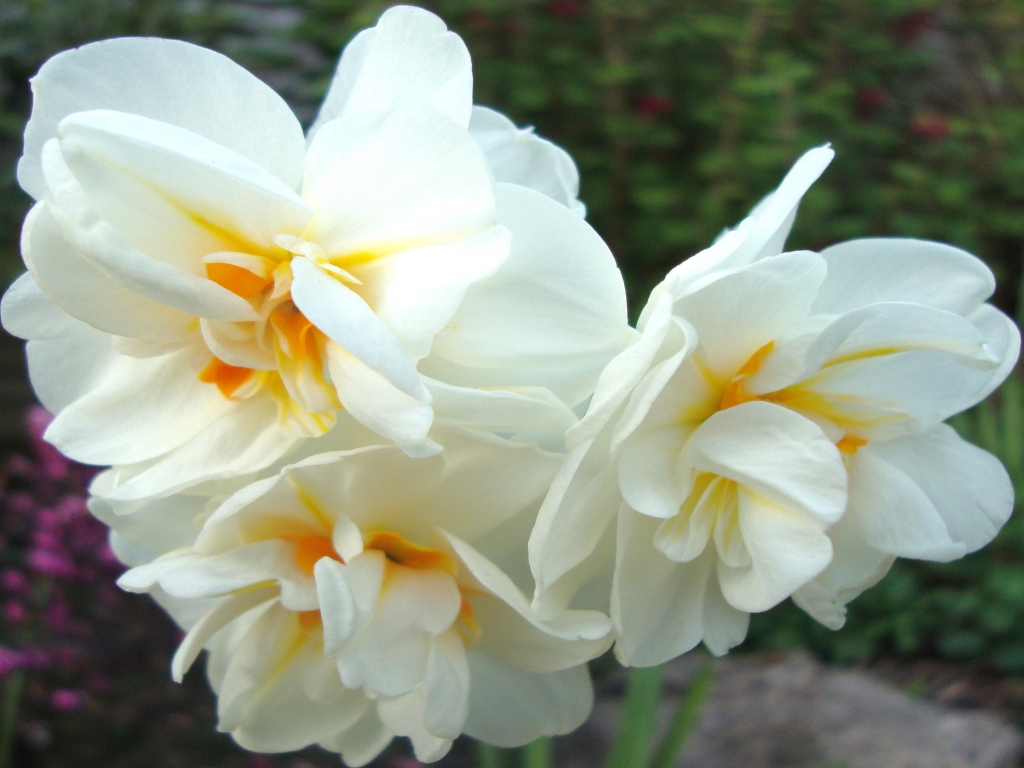 Beautiful Daffodil Picture Wallpaper HD To Your Desktop