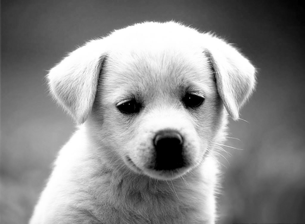 Free download Funny Puppy Dog black and white pictures [1024x752] for your  Desktop, Mobile & Tablet | Explore 46+ Black and White Dog Wallpaper | White  Dog Wallpaper, White And Black Wallpapers,