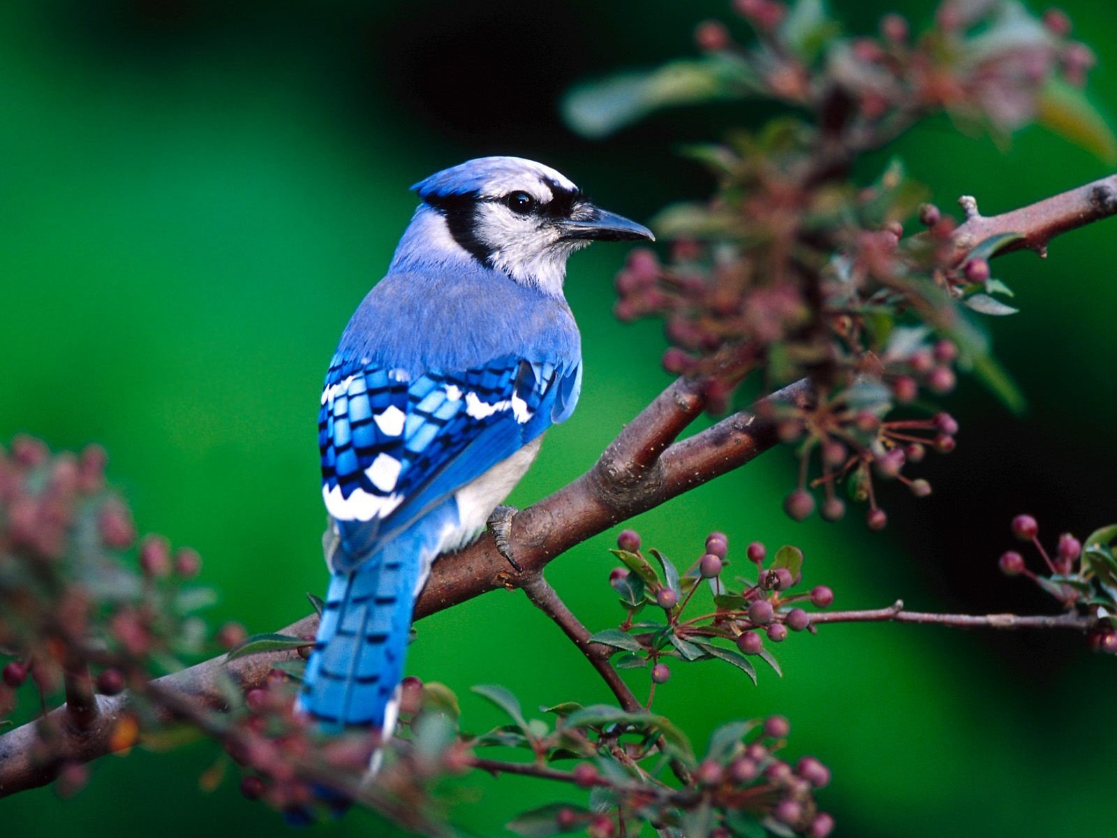 blue bird on branch wallpaper hd nice Blue Bird on Branch Wallpaper HD 1600x1200