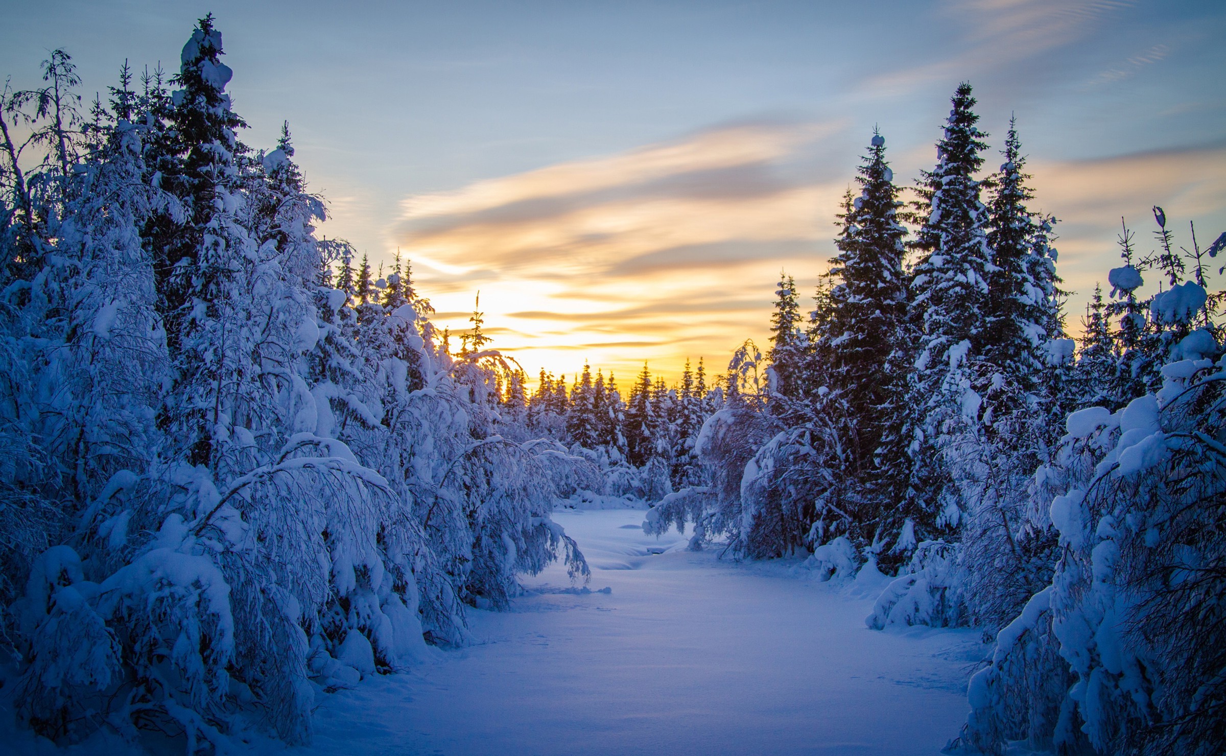 Winter Snow Seasons Trees Wallpaper HD