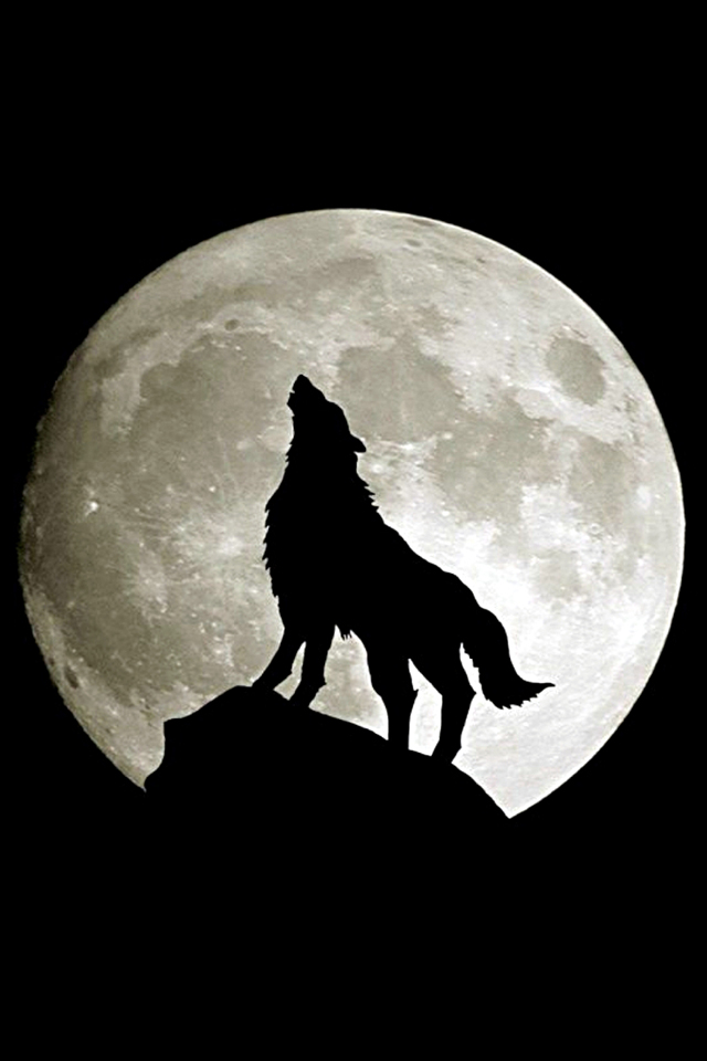 Howling Wolf iPhone Wallpaper Gallery Photo