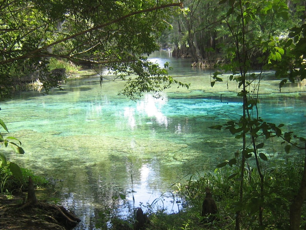 Ginnie Springs   blue water scenes pictures