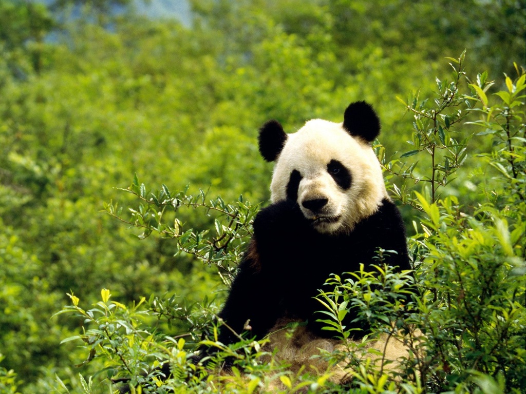 Panda Bear Desktop Wallpaper And Stock Photos