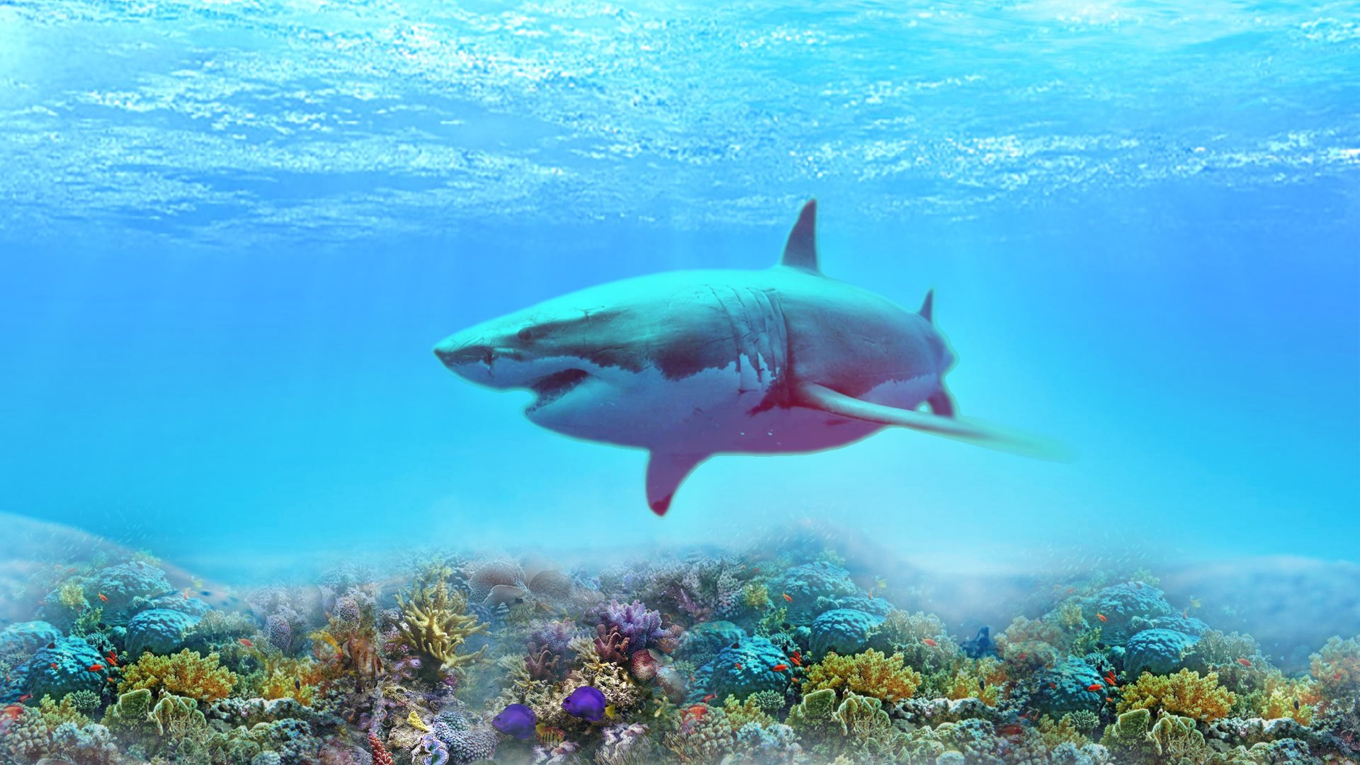 The Great White Shark HD Wallpapers 183 4K 1920x1080
