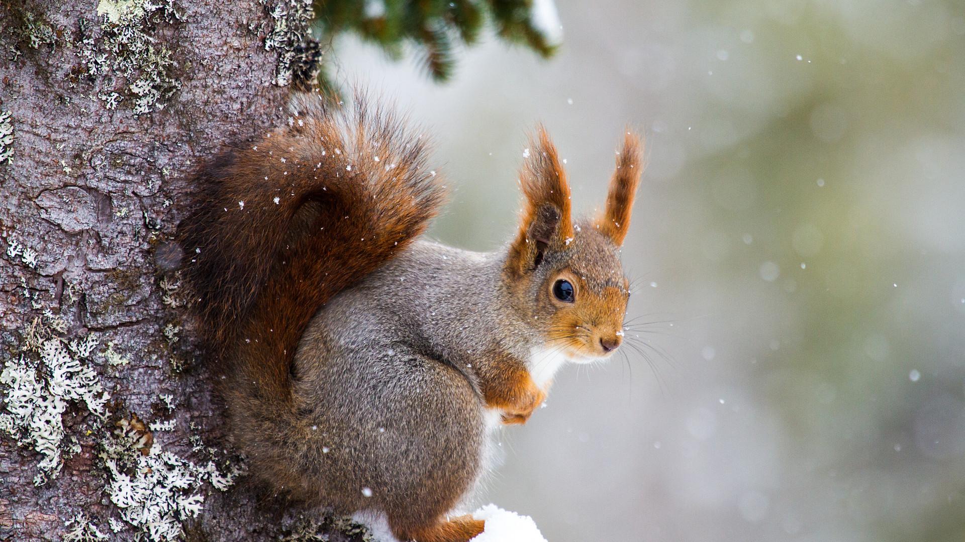 Wallpaper Squirrel Cute Animals Winter 5k