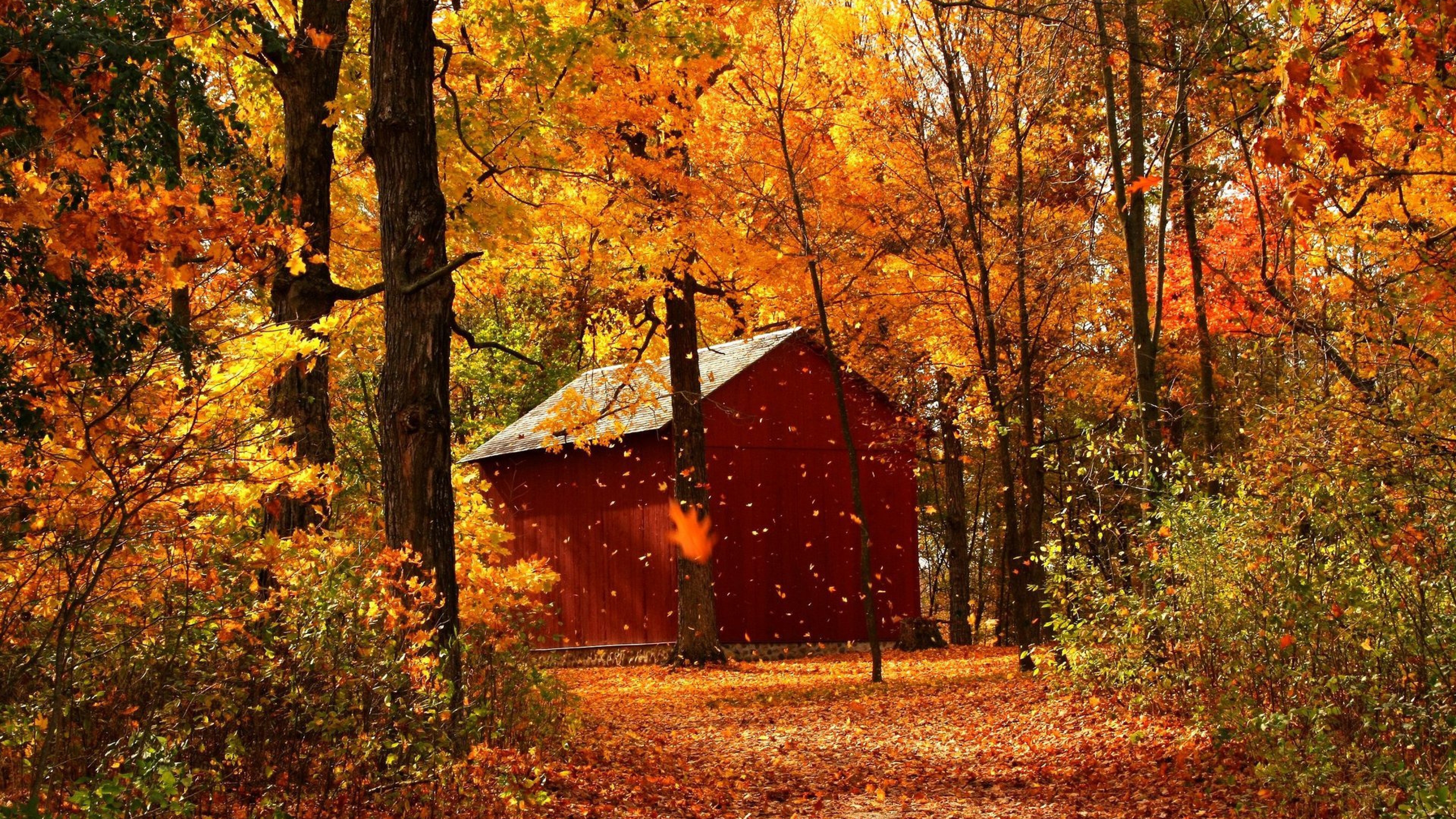 Wallpaper Leaf Fall Autumn Garage Wood Trees October 4k