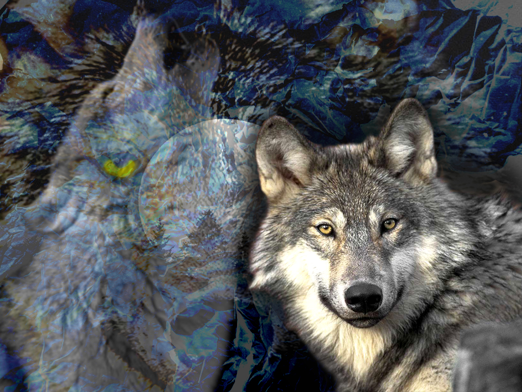 Wolf Face Desktop Background Wallpaper HD