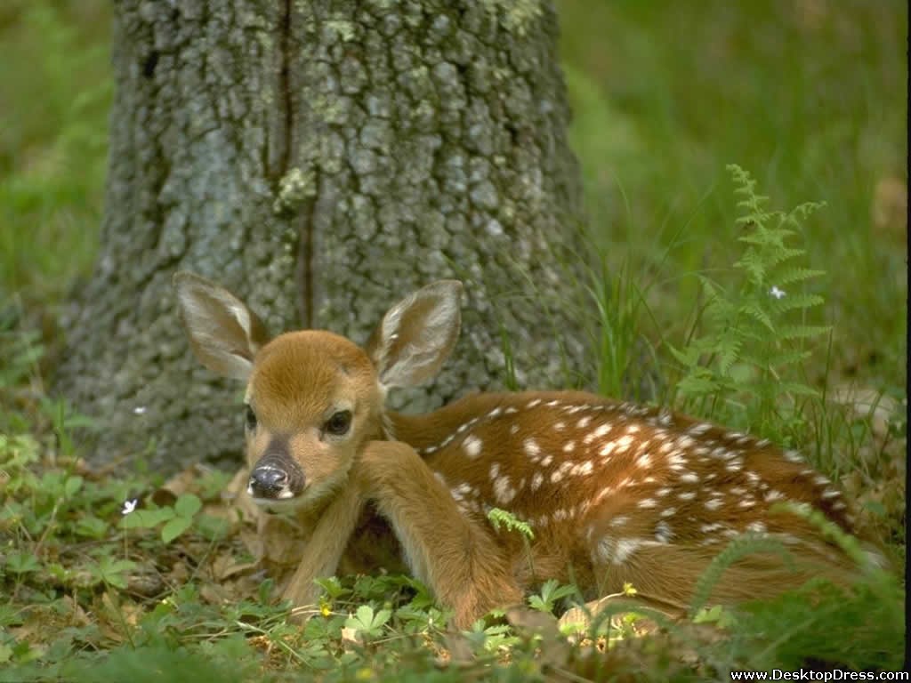 Birds Background White Tailed Deer Fawn