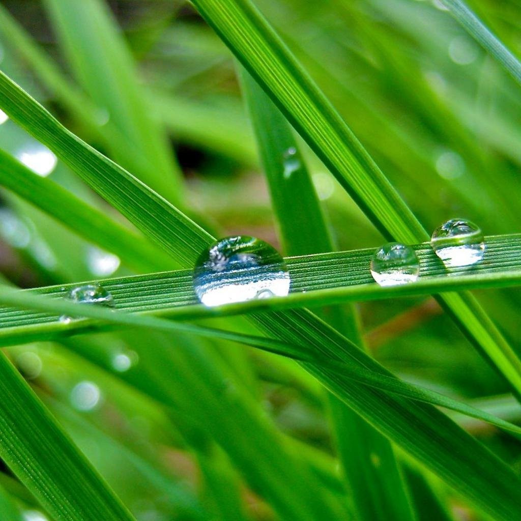 Fresh morning dew drops on green grass, macro nature background, spring  season, rain water waterdrops on lawn, beautiful natural texture, sunshine  Stock Photo - Alamy