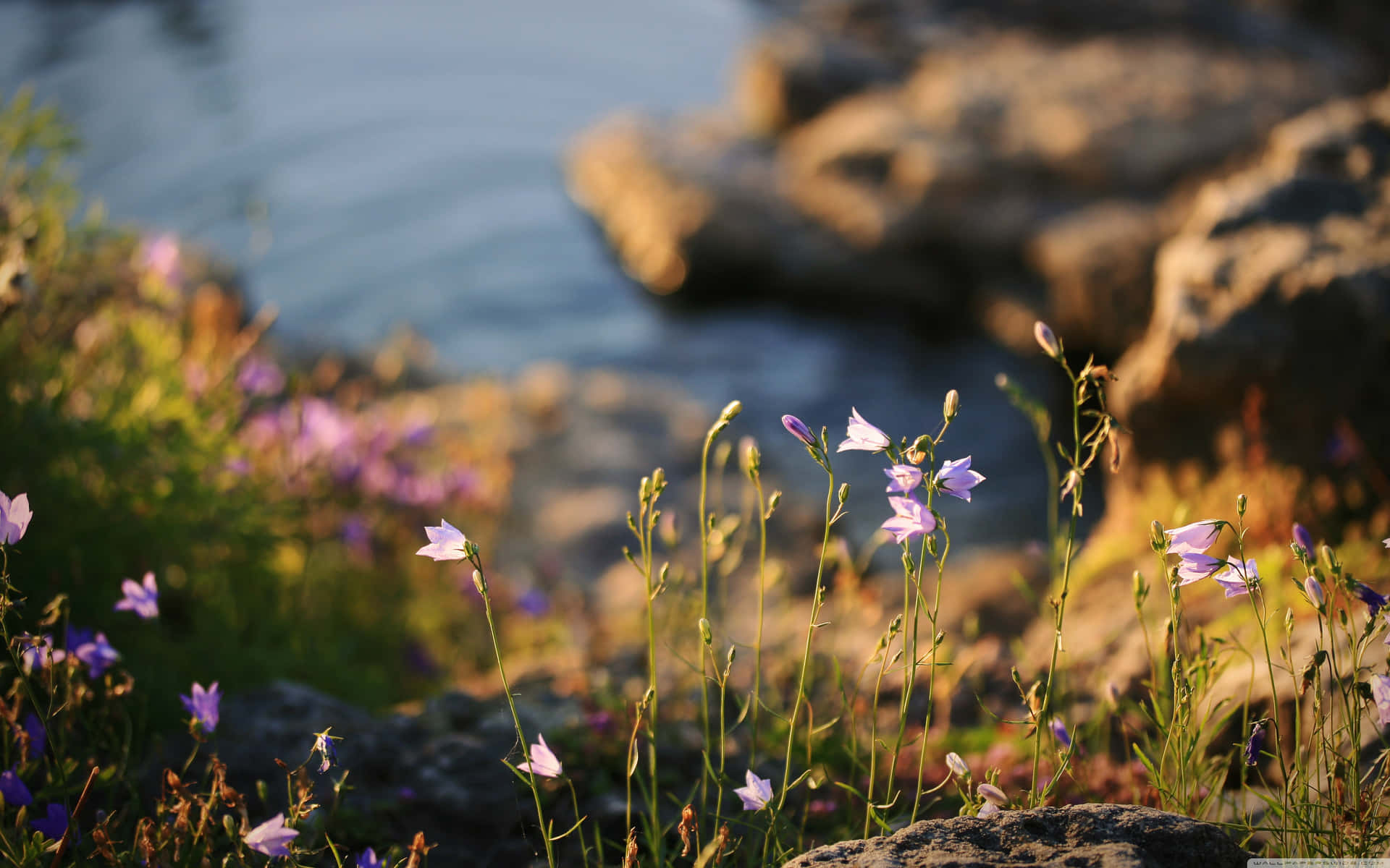 Wildflowers 8khiin2xzg27uqv1 Wallpaper