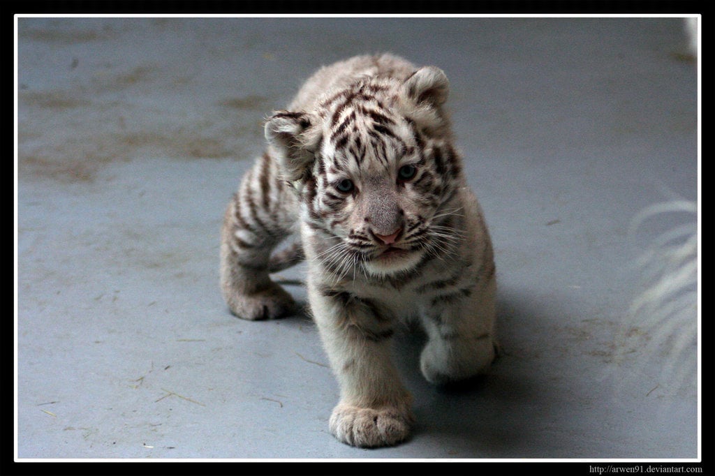 White Tiger Cubs Wallpaper Cute Curious white tiger cub by