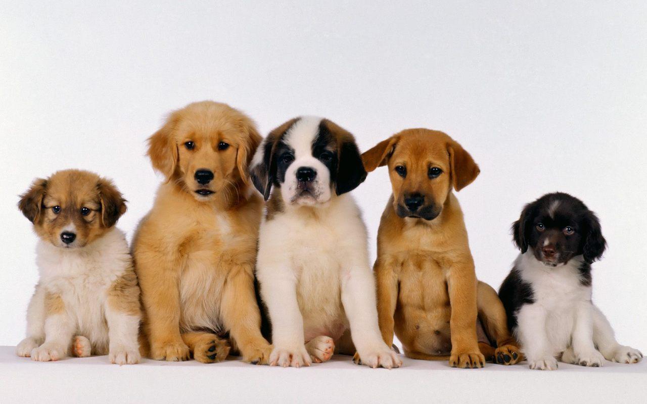Cute Puppy Wallpaper HD Android Apps On Google Play