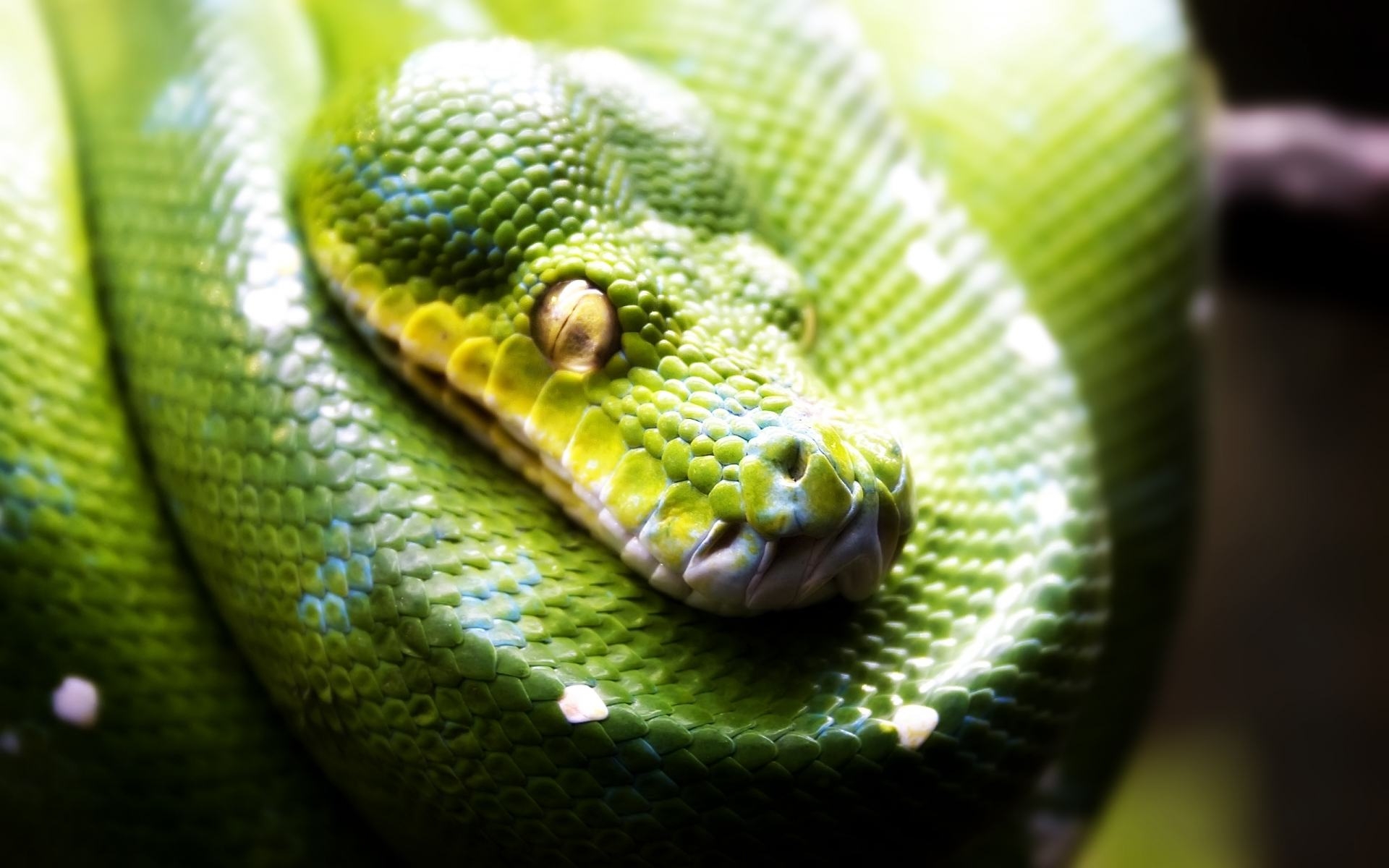 Wallpaper Background Green Snake Background