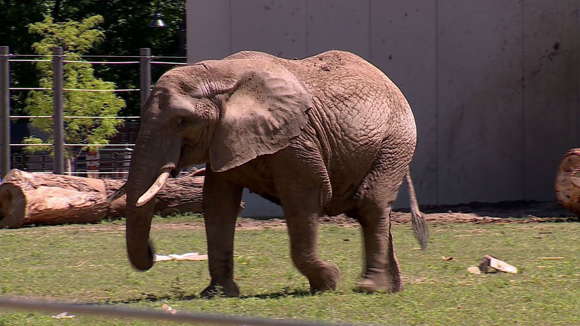 Milwaukee County Zoo Celebrates World Elephant Day All Weekend