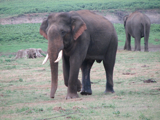 Indian Elephant Pictures And