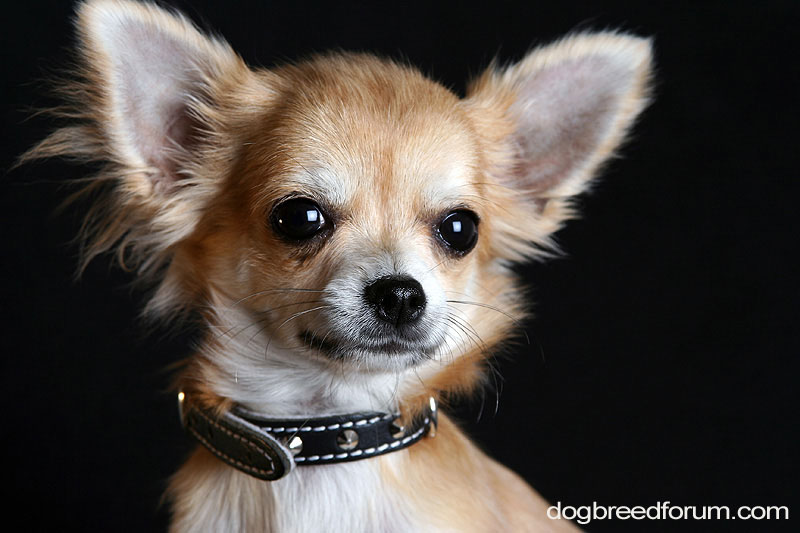 Picture Animal Chihuahua Dog Pictures Cute Pet