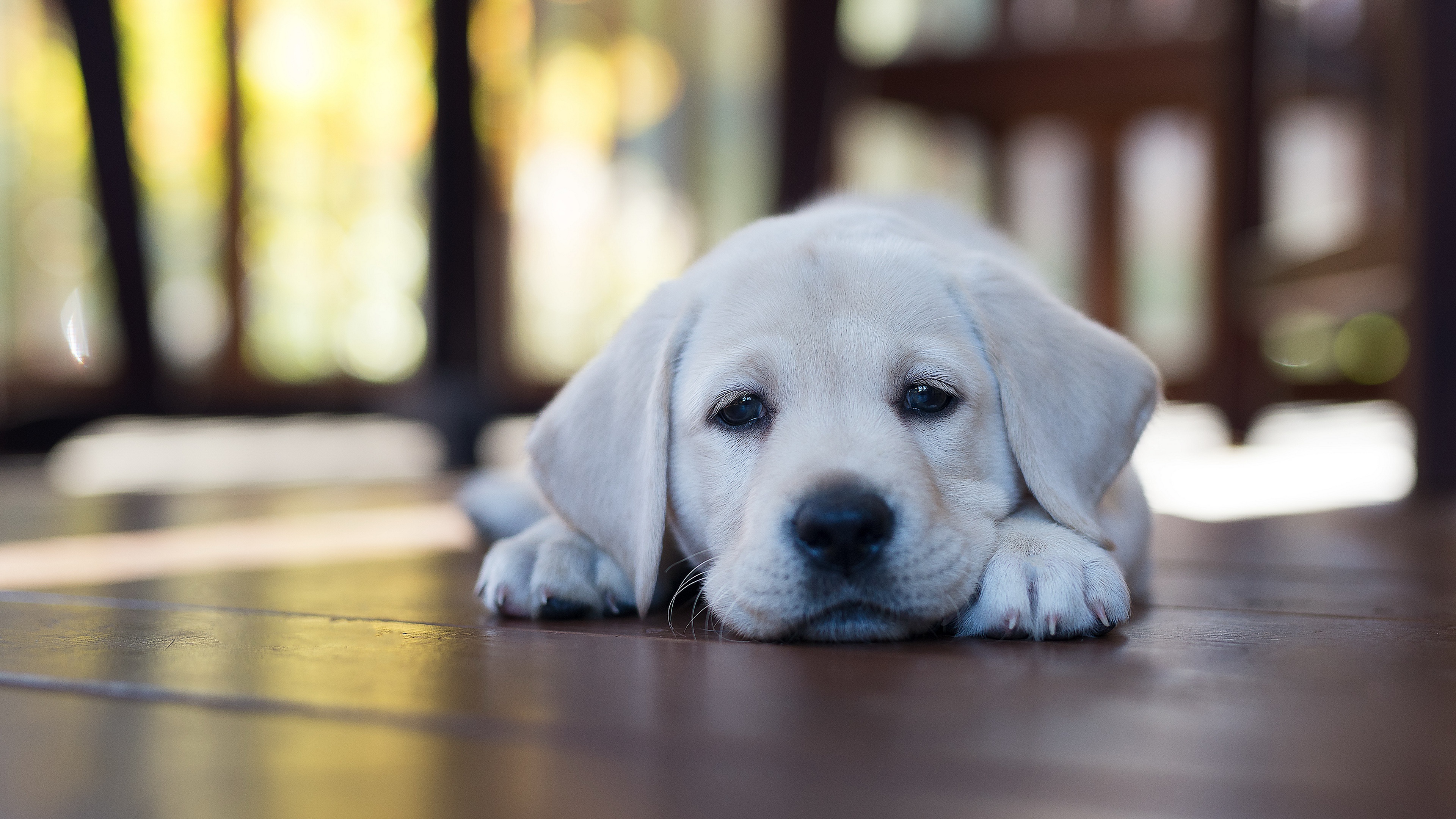 Puppy Dog Animal Labrador Retriever 4k Ultra Hd Wallpaper