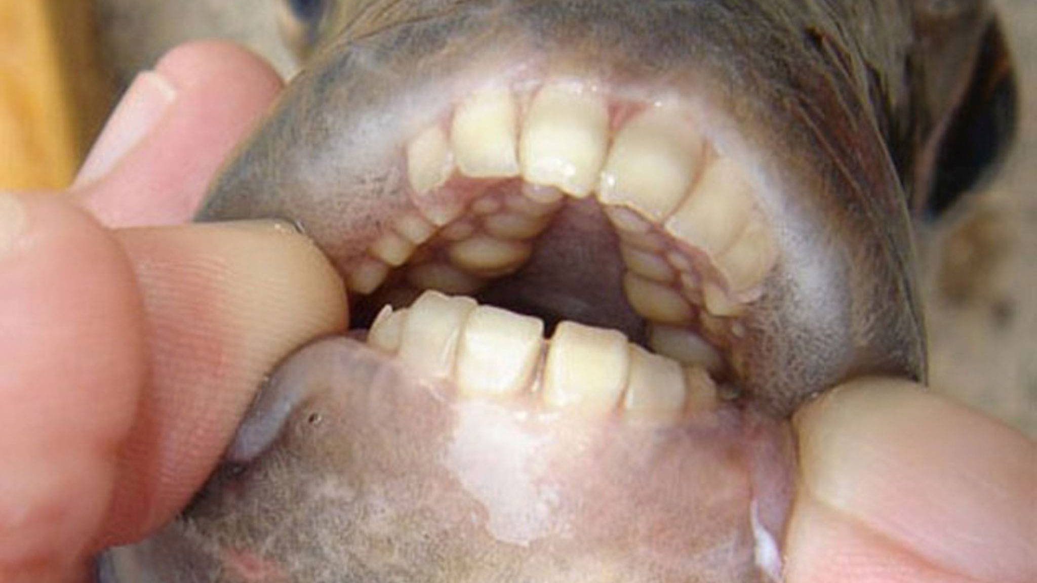 The Southern Sheepshead Fish Has Disturbingly Human Looking Teeth