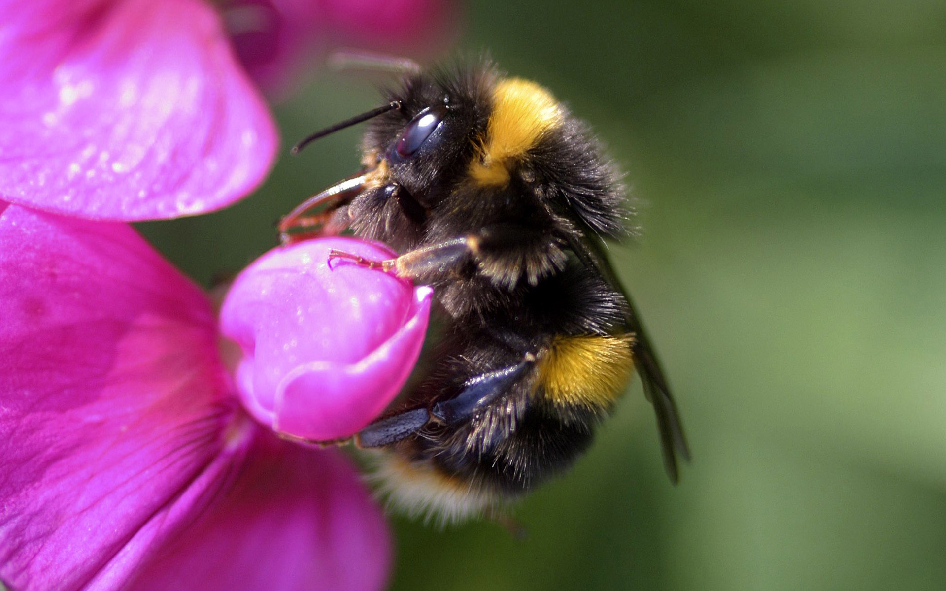 Bumblebee HD Wallpaper